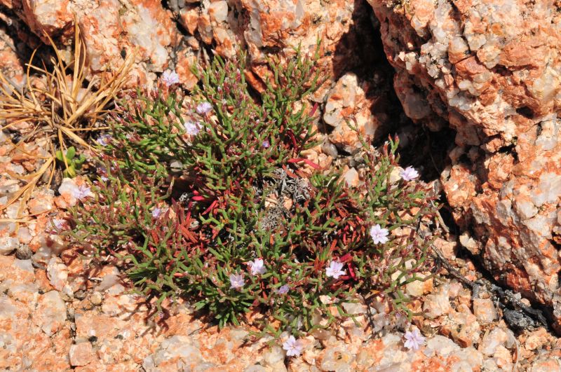 Limonium contortirameum